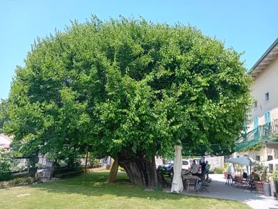 murva fabiani / Foto: Bojan Glavič