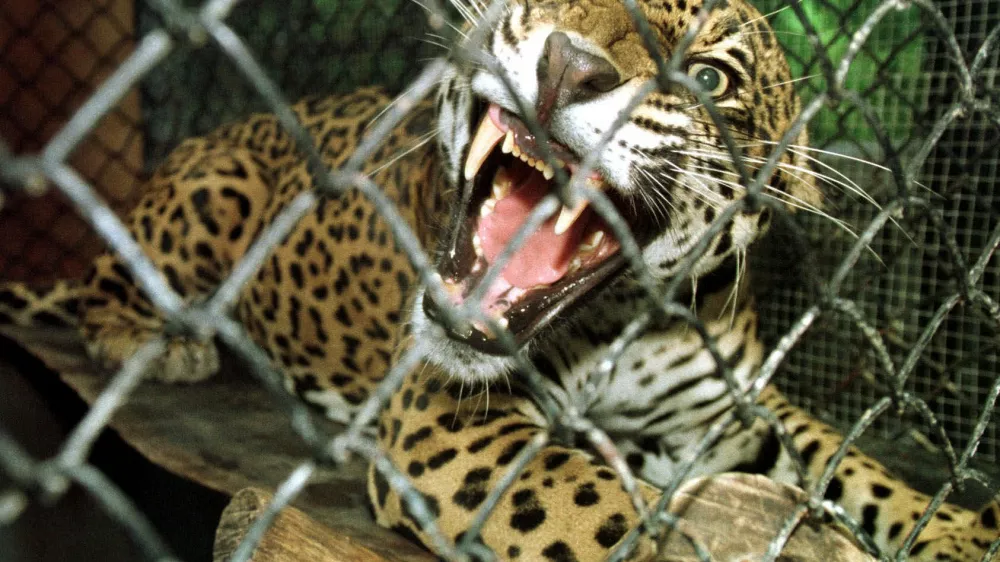 A Jaguar, one of six that was confiscated after having been captured by poachers, now lives in small cage at the Simon Boulavar Zoo in San Jose, Costa Rica, Thursday, September 28, 2000. The Jaguar is just one of the many animals native to Central America considered an endangered species.(AP Photo/Kent Gilbert)