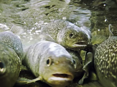 Ribolov, muharjenje, reka Idrijca, Idrija, ribiÄŤ, ÄŤuvaj, muha, riba, postrv, voda, naravaFOTO: JAKA GASAR / NEDELJSKI