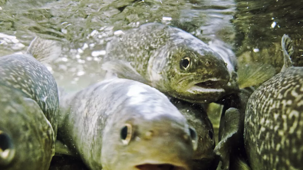 Ribolov, muharjenje, reka Idrijca, Idrija, ribiÄŤ, ÄŤuvaj, muha, riba, postrv, voda, naravaFOTO: JAKA GASAR / NEDELJSKI