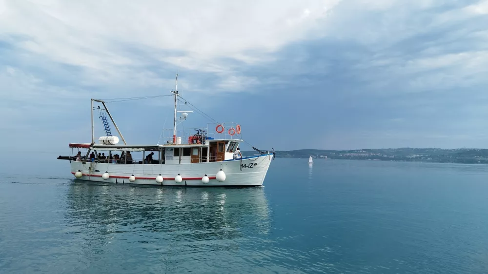 Zlatorepka, ladijski prevoz po slovenski Obali