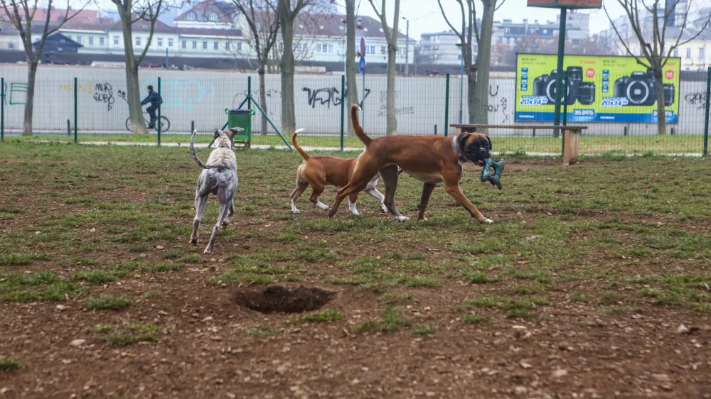 ﻿- 14.12.2015 - Pasji park Župančičeva jama v Ljubljani - pasje igrišče med Vilharjevo in Železno cesto, nasproti železniškega podhoda  - pes - psi  //FOTO: Bojan Velikonja