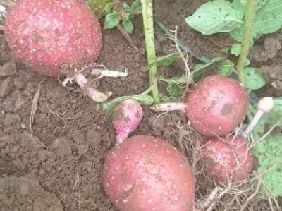 s cs cscs / Foto: Cs Cs S