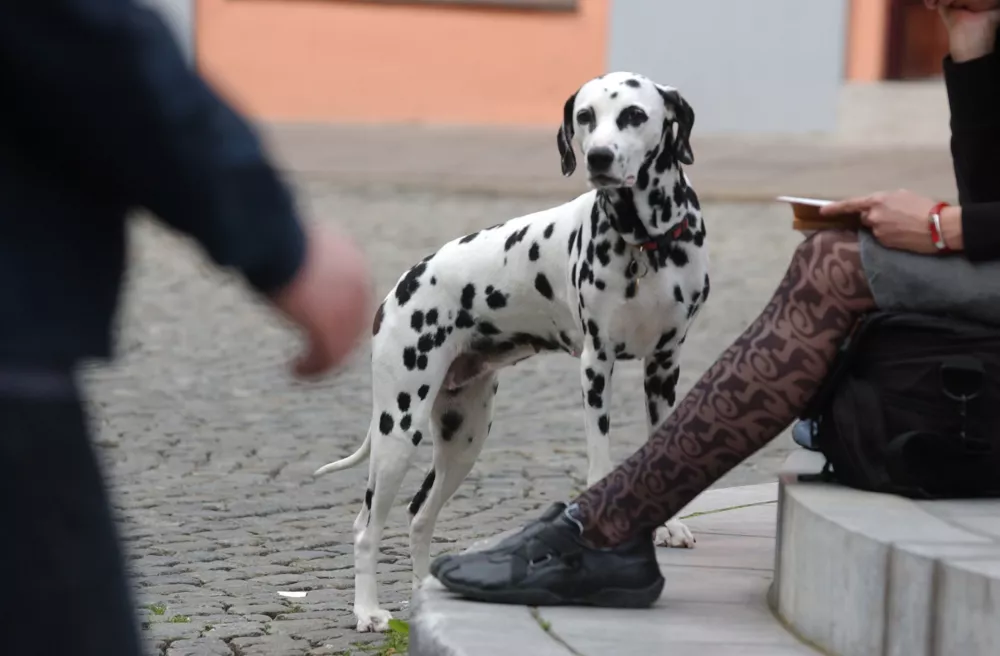 ulica - pes Dalmatinec -- ilustrativna fotografija - OPOMBA - ZA OBJAVO V SOBOTNI PRILOGI: REPORTAŽAreportaža