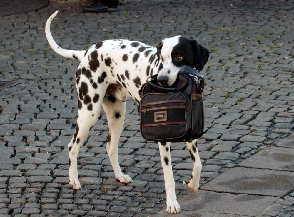 pes dalmatinec, no&scaron;enje torbe -- ilustrativna fotografija - 