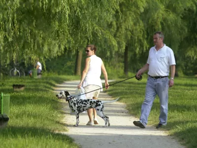 sprehod, sprehajanje psa pes dalmatinec