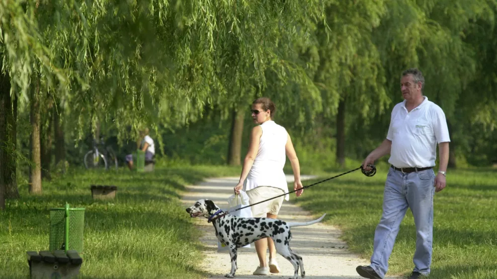 sprehod, sprehajanje psa pes dalmatinec