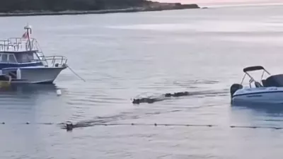 Plavajoči prašiči, Pulj, junij 2025Zajem zaslona 