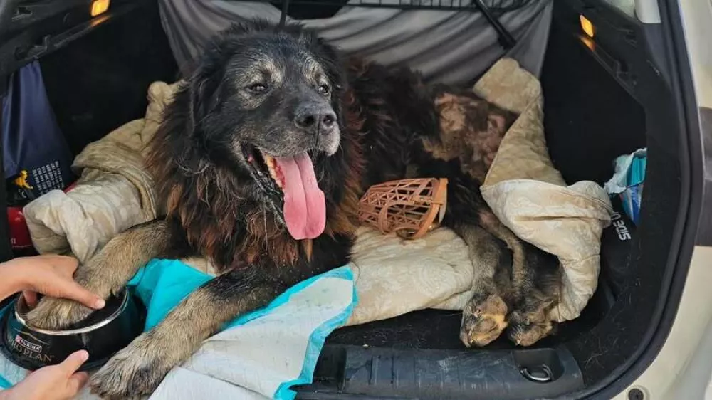 Veterinarski pregled je razkril šokantno stanje močno poškodovanega psa, ki so mu dali ime Ante. Foto: FB/Zadarski Azil