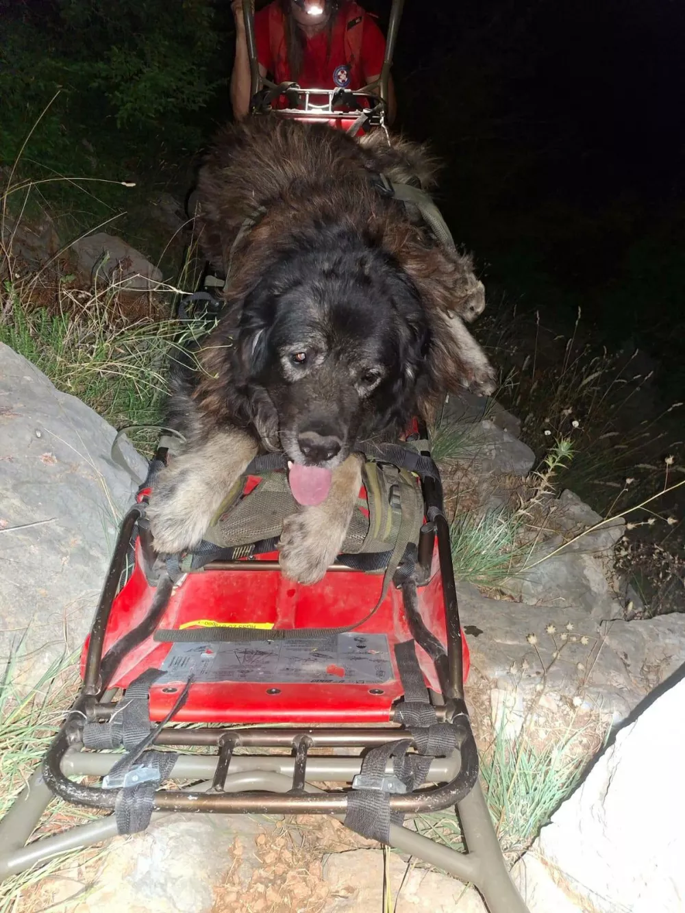 Dobro uro sta se reševalca Ante in Dora trudila, da sta močno oslabljenega psa z nosili po strmem terenu pripeljala do avtomobila. Foto: HGSS Zadar 