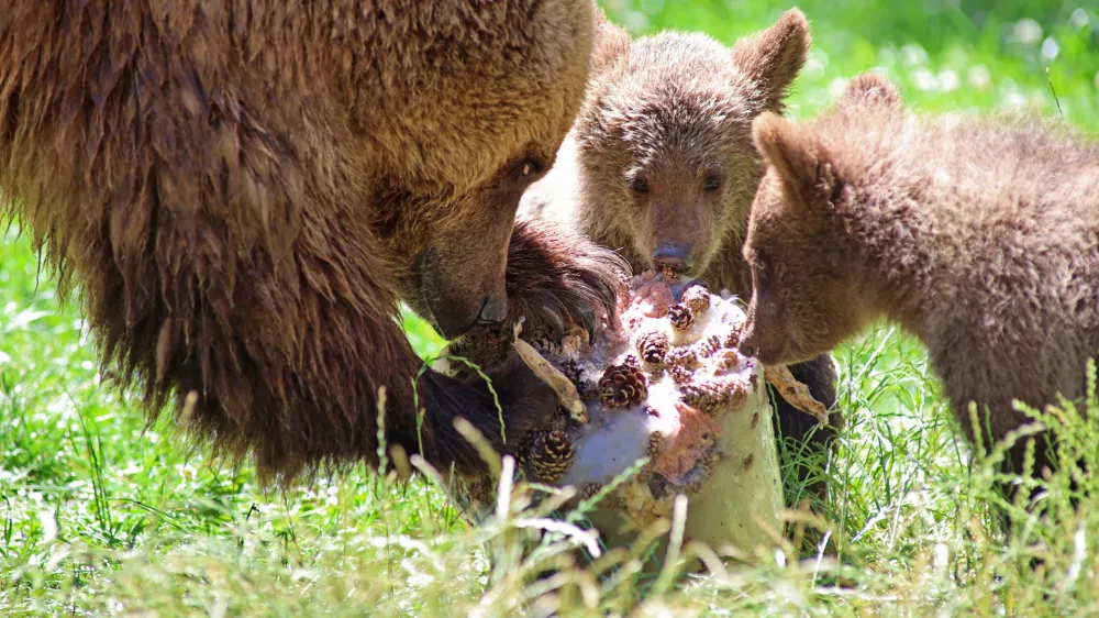 30 June 2025, Saxony-Anhalt, Thale: Brown bear mom Idun enjoys an ice cream bomb with her offspring in the summer heat at Hexentanzplatz zoo. Photo: Matthias Bein/dpa