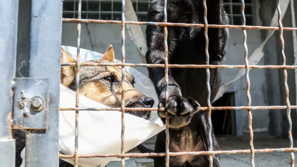 ﻿18.08.2016. Zavetišče za zapuščene živali Ljubljana, Gmajnicepesfoto: Bojan Velikonja