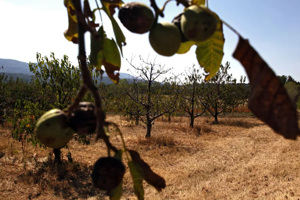 posušena sadna drevesa- Vipavska dolina 2012 - suša      //FOTO: Jaka Gasar