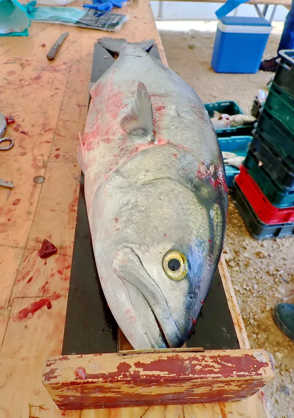 Skakavka riba iz Tarske vale / Foto: Lovrenc Lipej