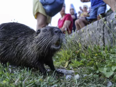 ﻿nutrija- 27.08.2016 - Rimljani in čoln debljak na Špici   //FOTO: Jaka Gasar / Foto: Jaka Gasar