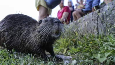 ﻿nutrija- 27.08.2016 - Rimljani in čoln debljak na Špici   //FOTO: Jaka Gasar / Foto: Jaka Gasar