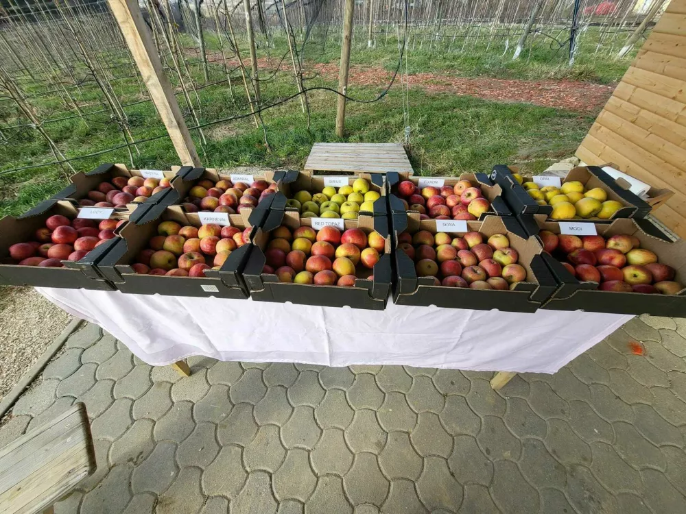 Ekološka jabolka, namenjana za prodajo. / Foto: Osebni Arhiv