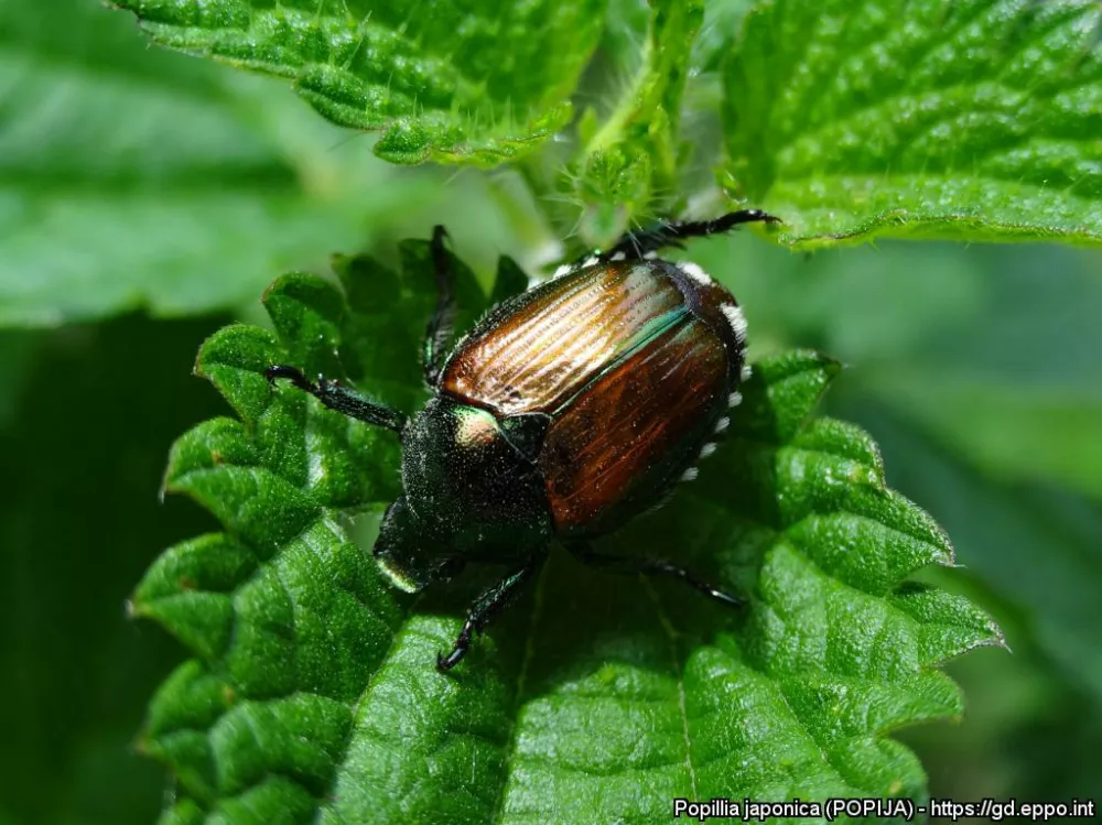 Odrasel japonski hrošč Foto: Maurizio Pavesi, Museo di Storia Naturale de Milano