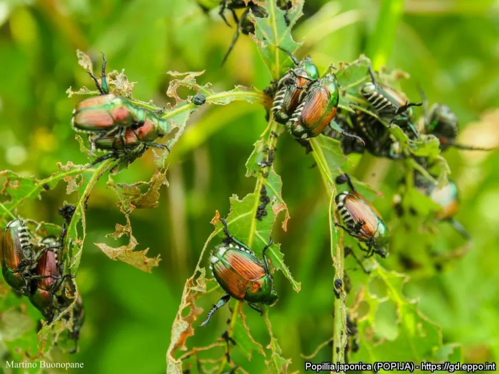 Japonski hrošč pri hranjenju. Foto: Martino Buonopare