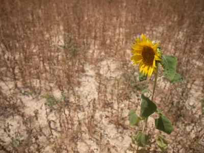 FILED - 22 June 2025, Spain, Ariany: A sunflower in a field near the village of Ariany on Mallorca. Some of the most severe droughts causing the greatest economic damage since records began have occurred since 2023, according to a UN report published on Wednesday. Photo: Clara Margais/dpa
