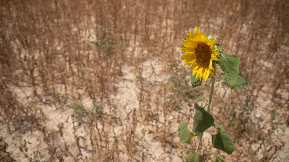 FILED - 22 June 2025, Spain, Ariany: A sunflower in a field near the village of Ariany on Mallorca. Some of the most severe droughts causing the greatest economic damage since records began have occurred since 2023, according to a UN report published on Wednesday. Photo: Clara Margais/dpa