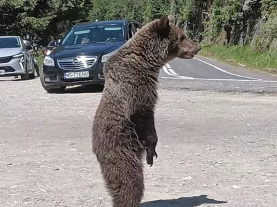 V regiji Transfagarašan živi kar štirikrat več medvedov, kot je optimalno. Foto: Facebook