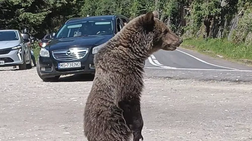 V regiji Transfagarašan živi kar štirikrat več medvedov, kot je optimalno. Foto: Facebook
