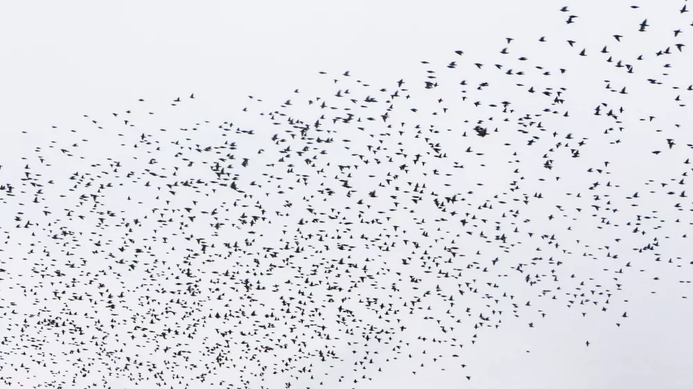 ﻿- 13.10.2015 - škorci, ki se jeseni zbirajo v jatah, v katerih odletijo na jug - škorci - jata škorcev - ptice selivke - simbolična fotografija//FOTO: Bojan Velikonja