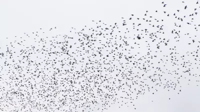 ﻿- 13.10.2015 - škorci, ki se jeseni zbirajo v jatah, v katerih odletijo na jug - škorci - jata škorcev - ptice selivke - simbolična fotografija//FOTO: Bojan Velikonja