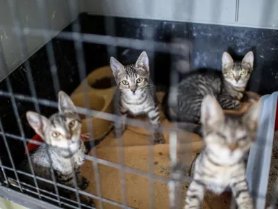 ﻿18.08.2016. Zavetišče za zapuščene živali Ljubljana, Gmajnicemačkefoto: Bojan Velikonja