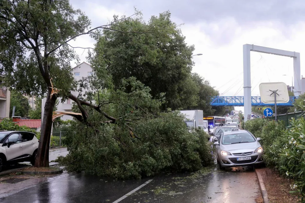 08.07.2025., Split - Tijekom nevremena u Splitu srusilo se stablo nasred Vukovarske ulice. Photo: Ivo Cagalj/PIXSELL