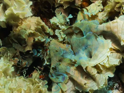 Invazivna rjava alga stypopodium schimperii v Jadranu. 