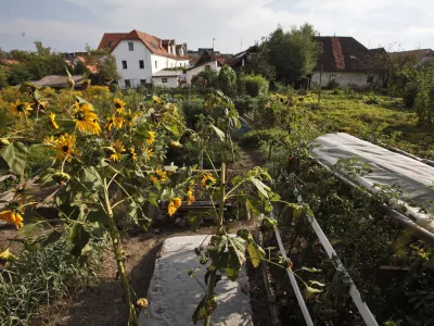 - Trnovsko predmestje Krakovo - vrtički ob Krakovski ulici. zelenjava, vrtnine.    //FOTO: Luka Cjuha