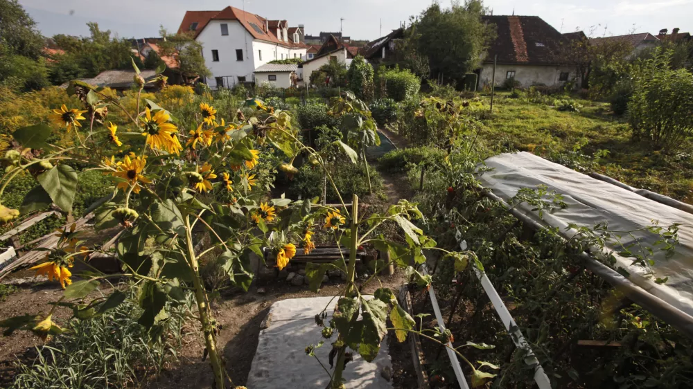 - Trnovsko predmestje Krakovo - vrtički ob Krakovski ulici. zelenjava, vrtnine.    //FOTO: Luka Cjuha