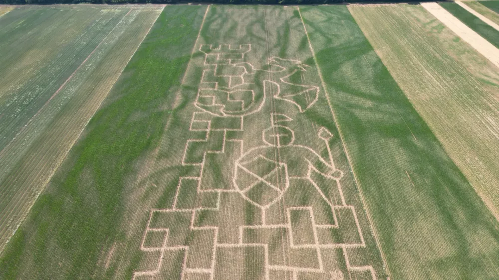 V Kranju se v koruznem labirintu vračajo v srednji vek