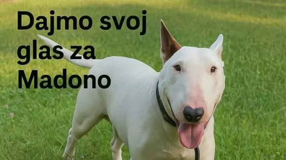 Maribor, psi, napad na človeka, Madona. Foto: AniMa - Animals Matter 