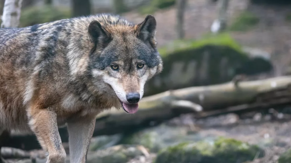 Volkovi so se v Avstriji spravili nad tele in ovce. Vidre medtem pustošijo po ribogojnicah.
