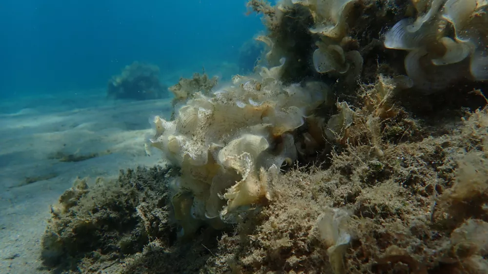 Small brown algae Peacock tail (Padina pavonica) undersea, Aegean Sea, Greece, Skiathos island, Vasilias beach
