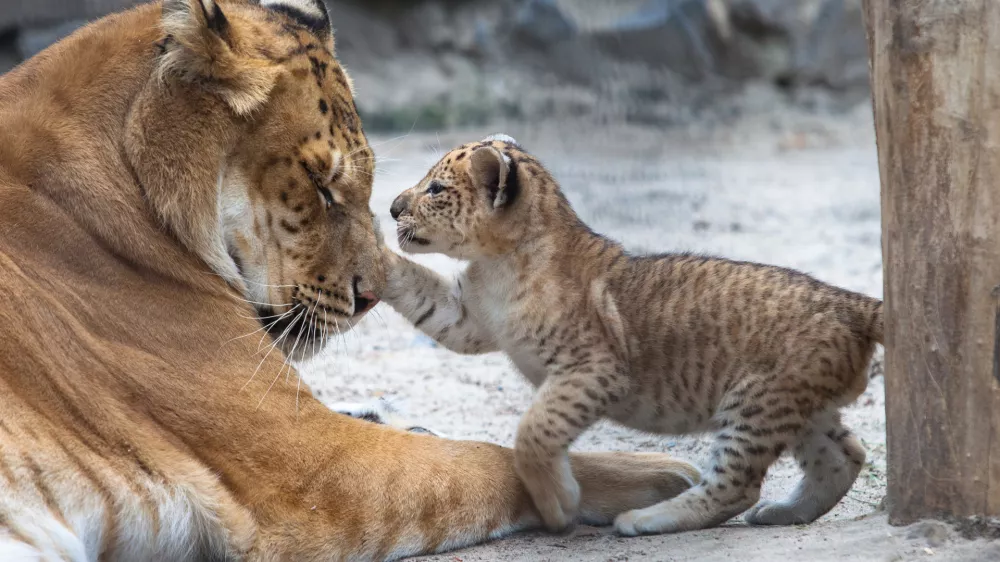 Liger v igri z mamo. Slika je sicer starejša, ker je bilo doslej že nekaj takih primerov po svetu. / Foto: Istock