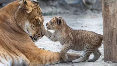 Liger v igri z mamo. Slika je sicer starej&scaron;a, ker je bilo doslej že nekaj takih primerov po svetu. / Foto: Istock