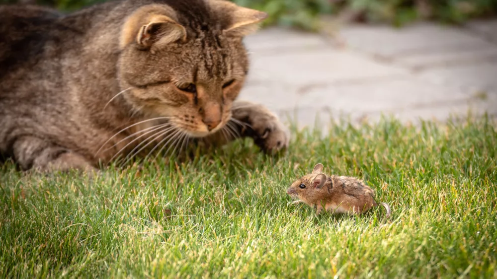 Cats are exceptional at hunting. / Photo: Istock