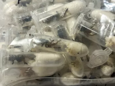 This photo dated June 18, 2025 and provided by the main customs office Cologne, shows plastic containers holding young tarantulas that had been hidden in chocolate sponge-cake boxes shipped to Cologne Bonn airport, western Germany. (Haupzollamt Koeln via AP)