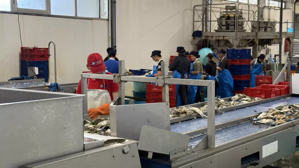 modra rakovica, Strunjan, Italija / Foto: Irena Fonda/yousea