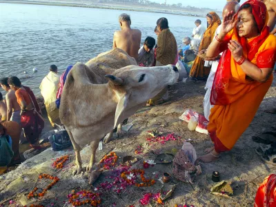 A Hindu devotee prays to a cow after taking a holy dip in the River Ganges in Allahabad, India, Friday, March 31, 2006. Hindus regard the cow as a sacred animal. (AP Photo/Rajesh Kumar Singh)