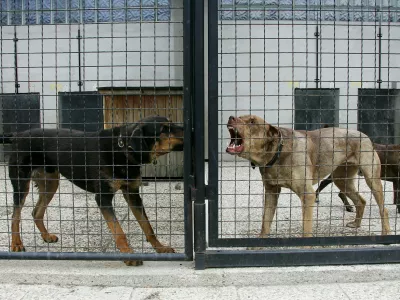 Zavetišče za zapuščene živali, GmajnicaFOTO: Nada MihajlovičOPOMBA: ZA OBJAVO V ČASNIKU DIREKT