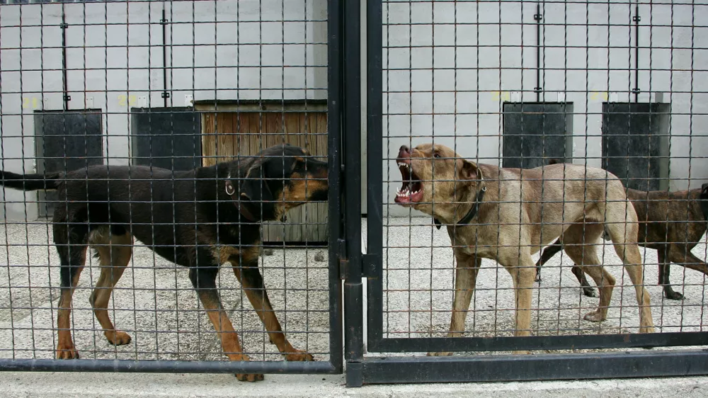 Zavetišče za zapuščene živali, GmajnicaFOTO: Nada MihajlovičOPOMBA: ZA OBJAVO V ČASNIKU DIREKT