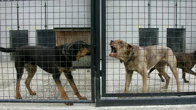 Zavetišče za zapuščene živali, GmajnicaFOTO: Nada MihajlovičOPOMBA: ZA OBJAVO V ČASNIKU DIREKT