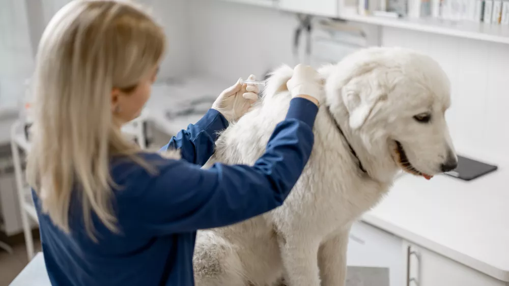 Veterinarian make injection of vaccine at withers of calm big white dog in clinic. Treatment and pet care. Annual vaccination against known diseases. Visit a doctor.