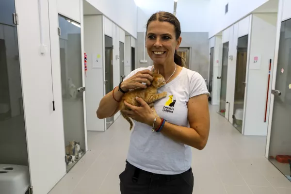 Število mačk, ki iščejo nov dom, močno poskočilo