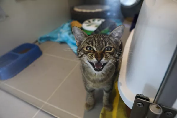 15.07.2025 - Zavetišče za zapuščene živali Ljubljana, GmajniceFoto: Luka Cjuha